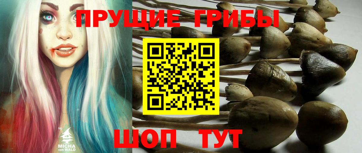 Псилоцибиновые грибы Psilocybe  Галлюциногенные грибы мицелий  Сыктывкар  Вход с VPN 